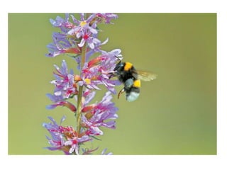 παρουσίαση1 balia kalmnta