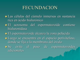 FECUNDACION
 Las células del cúmulo inmersas en sustancia
rica en ácido hialurónico
 El acrosoma del espermatozoide contiene
hialuronidasa
 El espermatozoide alcanza la zona pelúcida
 Luego se encuentra en el espacio perivitelino,
donde se fija a la membrana del óvulo
 Se evita el paso de espermatozoides
adicionales
 