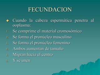 FECUNDACION
 Cuando la cabeza espermática penetra al
ooplasma:
1. Se comprime el material cromosómico
2. Se forma el pronúcleo masculino
3. Se forma el pronúcleo femenino
4. Ambos aumentan de tamaño
5. Migran hacia el centro
6. Y se unen
 