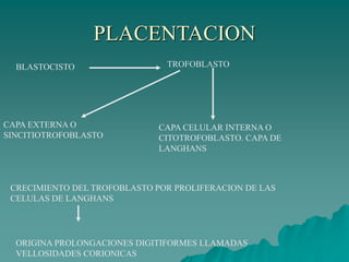 PLACENTACION
BLASTOCISTO TROFOBLASTO
CAPA EXTERNA O
SINCITIOTROFOBLASTO
CAPA CELULAR INTERNA O
CITOTROFOBLASTO. CAPA DE
LANGHANS
CRECIMIENTO DEL TROFOBLASTO POR PROLIFERACION DE LAS
CELULAS DE LANGHANS
ORIGINA PROLONGACIONES DIGITIFORMES LLAMADAS
VELLOSIDADES CORIONICAS
 