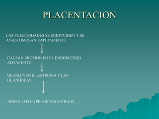 PLACENTACION
LAS VELLOSIDADES SE SUBDIVIDEN Y SE
ANASTOMOSAN RAPIDAMENTE
CAUSAN EROSION EN EL ENDOMETRIO
ADYACENTE
DESTRUYEN EL ESTROMA Y LAS
GLANDULAS
ABREN LOS CAPILARES MATERNOS
 