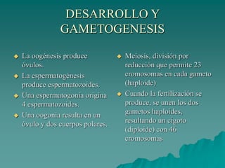 DESARROLLO Y
GAMETOGENESIS
 La oogénesis produce
óvulos.
 La espermatogénesis
produce espermatozoides.
 Una espermatogonia origina
4 espermatozoides.
 Una oogonia resulta en un
óvulo y dos cuerpos polares.
 Meiosis, división por
reducción que permite 23
cromosomas en cada gameto
(haploide)
 Cuando la fertilización se
produce, se unen los dos
gametos haploides,
resultando un cigoto
(diploide) con 46
cromosomas
 