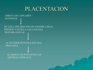 PLACENTACION
ABREN LOS CAPILARES
MATERNOS
DE LOS CAPILARES ESCAPA SANGRE A BAJA
PRESION Y ENTRAA LAS LAGUNAS
TROFOBLASTICAS
AL OCURRIR PENETRACION MAS
PROFUNDA
SE ABREN LAS PUNTAS DE LAS
ARTERIAS ESPIRALES
 
