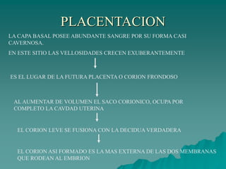 PLACENTACION
LA CAPA BASAL POSEE ABUNDANTE SANGRE POR SU FORMA CASI
CAVERNOSA.
EN ESTE SITIO LAS VELLOSIDADES CRECEN EXUBERANTEMENTE
ES EL LUGAR DE LA FUTURA PLACENTA O CORION FRONDOSO
AL AUMENTAR DE VOLUMEN EL SACO CORIONICO, OCUPA POR
COMPLETO LA CAVDAD UTERINA
EL CORION LEVE SE FUSIONA CON LA DECIDUA VERDADERA
EL CORION ASI FORMADO ES LA MAS EXTERNA DE LAS DOS MEMBRANAS
QUE RODEAN AL EMBRION
 