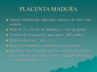 PLACENTA MADURA
 Organo redondeado, aplanado, carnoso, de color rojo
azulado.
 Mide de 15 a 20 cm. de diámetro y 3 cm. de grosor
 Término de la gestación; pesa aprox. 400 a 600 g.
 Relación placenta – feto: 1 a 6
 Superficie materna está dividida en cotiledones
 Superficie fetal cubierta por las membranas fetales,
crea e espacio que ocupa el feto, el líquido amniótico
y el cordón umbilical.
 