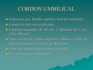 CORDON UMBILICAL
 Estructura gris, blanda, espiral y fácil de comprimir.
 Conecta al feto con su placenta.
 Longitud promedio de 50 cm. y diámetro de 2 cm.
(30 a 100 cm.)
 Tiene un red de tejido conjuntivo fibroso y lleno de
material mucoide (Gelatina de Wharton).
 Tiene dos arterias (sangre desoxigenada)
 Una vena (sangre oxigenada)
 