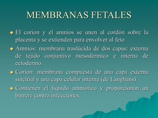 MEMBRANAS FETALES
 El corion y el amnios se unen al cordón sobre la
placenta y se extienden para envolver al feto
 Amnios: membrana traslúcida de dos capas: externa
de tejido conjuntivo mesodérmico e interna de
ectodermo.
 Corion: membrana compuesta de una capa externa
sincitial y una capa celular interna (de Langhans).
 Contienen el líquido amniótico y proporcionan un
barrera contra infecciones.
 