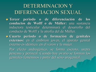 DETERMINACION Y
DIFERENCIACION SEXUAL
 Tercer periodo o de diferenciación de los
conductos de Wolff o de Müller: una sustancia
inductora testicular determinará el desarrollo del
conducto de Wolff y la atrofia del de Müller.
 Cuarto periodo o de formación de genitales
externos: en el embrión joven, el aparato genital
externo es idéntico, en el varón y la mujer.
Por efecto androgénico, se forma escroto, uretra
peneana y perineal. Cuando hay ovario se forman los
genitales femeninos a partir del seno urogenital.
 