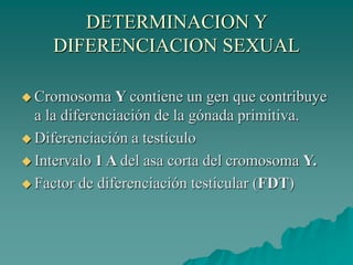 DETERMINACION Y
DIFERENCIACION SEXUAL
 Cromosoma Y contiene un gen que contribuye
a la diferenciación de la gónada primitiva.
 Diferenciación a testículo
 Intervalo 1 A del asa corta del cromosoma Y.
 Factor de diferenciación testicular (FDT)
 