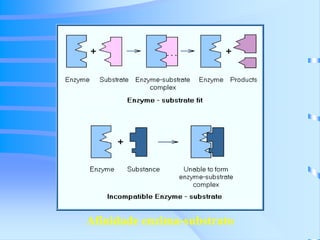 Afinidade enzima-substrato 
 