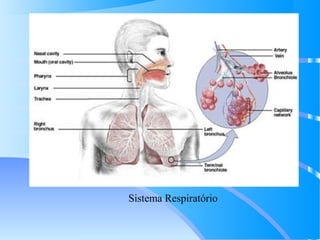 Sistema Respiratório
 