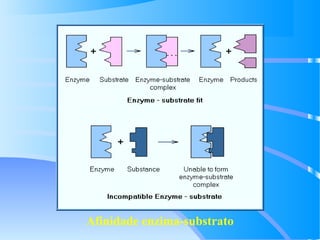 Afinidade enzima-substrato
 