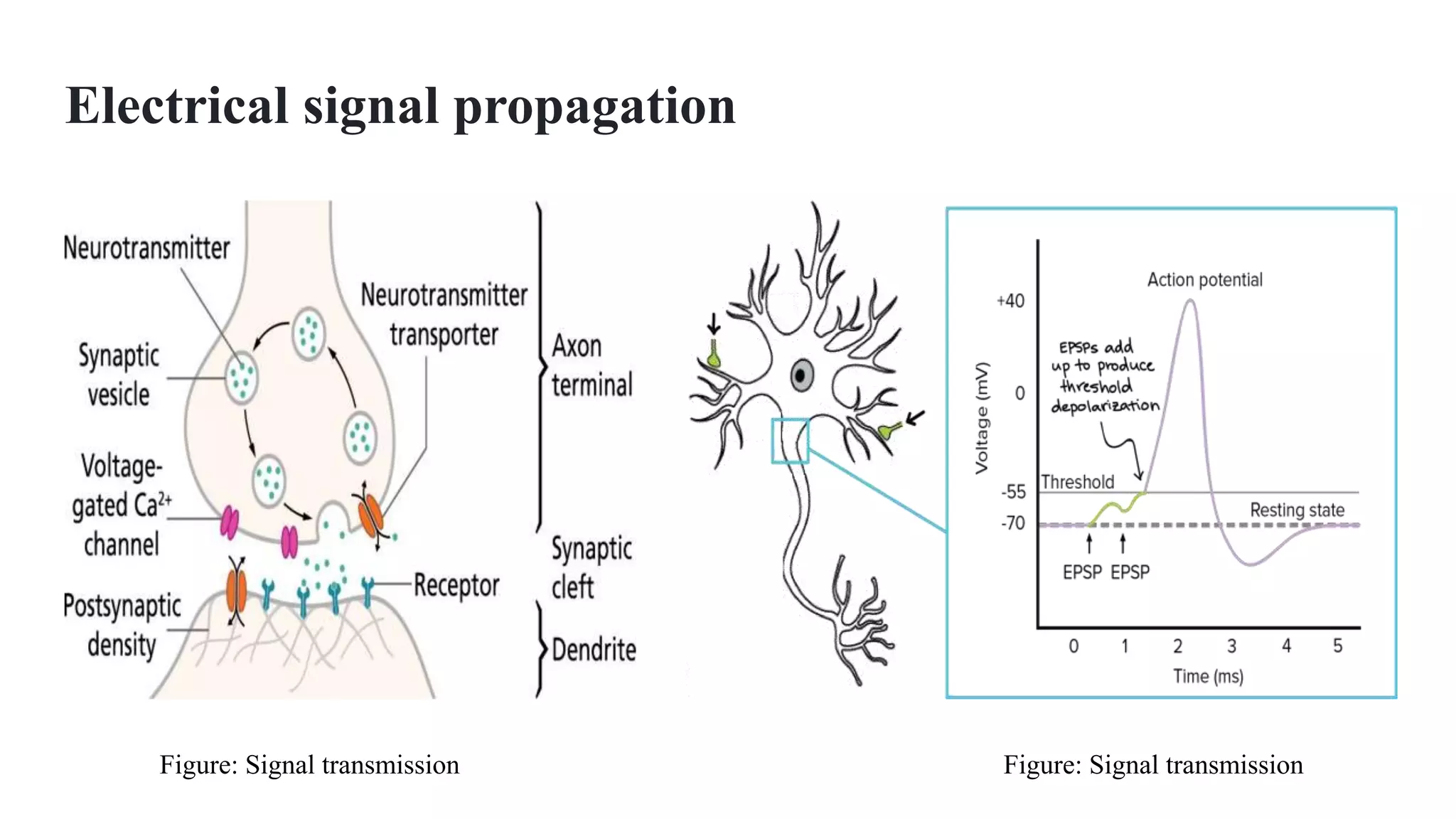 1 basics of eeg and fundamentals of its measurement | PPTX