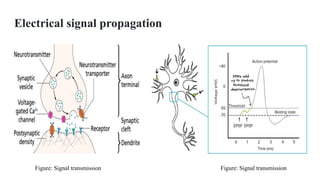 1 basics of eeg and fundamentals of its measurement | PPTX