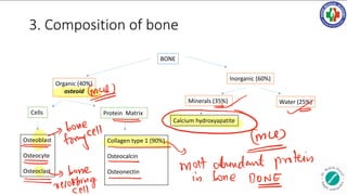 3. Composition of bone
BONE
Inorganic (60%)
Organic (40%)
osteoid
Water (25%)
Protein Matrix
Cells
Osteoblast
Osteocyte
Osteoclast
Collagen type 1 (90%)
Osteocalcin
Osteonectin
Calcium hydroxyapatite
Minerals (35%)
mad
fifcell
most
abundaffman
T bone
resort 9
in bone BONE
 