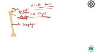 eye
anyone
metynnophysI
Diaphysis
 