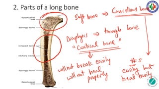 2. Parts of a long bone
Softbone
Cancellowsbone
O
Diaphysis
tough
bone
notbreak
easily
easiffy but
willnot foffrey heal easily
 