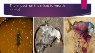 The impact on the micro to wealth
animal
 