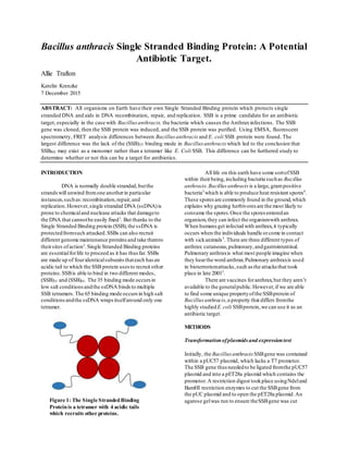 Bacillus anthracis Single Stranded Binding Protein: A Potential
Antibiotic Target.
Allie Trafton
Katelin Krenzke
7 December 2015
ABSTRACT: All organisms on Earth have their own Single Stranded Binding protein which protects single
stranded DNA and aids in DNA recombination, repair, and replication. SSB is a prime candidate for an antibiotic
target, especially in the case with Bacillusanthracis, the bacteria which causes the Anthraxinfections. The SSB
gene was cloned, then the SSB protein was induced, and the SSB protein was purified. Using EMSA, fluorescent
spectrometry, FRET analysis differences between Bacillus anthracis and E. coli SSB protein were found. The
largest difference was the lack of the (SSB)35 binding mode in Bacillus anthracis which led to the conclusion that
SSBBA may exist as a monomer rather than a tetramer like E. Coli SSB. This difference can be furthered study to
determine whether or not this can be a target for antibiotics.
INTRODUCTION
DNA is normally double stranded,butthe
strandswill unwind fromone anotherin particular
instances,suchas:recombination,repair,and
replication.However,single stranded DNA (ssDNA)is
prone to chemicaland nuclease attacks that damageto
the DNA that cannotbe easily fixed1
. But thanks to the
Single Stranded Binding protein (SSB),the ssDNA is
protectedfromsuch attacked.SSBs can also recruit
different genome maintenance proteinsand take themto
theirsites ofaction2
.Single Stranded Binding proteins
are essentialforlife to proceed as it has thusfar. SSBs
are made up of fouridenticalsubunitsthateach has an
acidic tail to which the SSB protein usesto recruit other
proteins.SSBis able to bind in two different modes,
(SSB)35 and (SSB)65. The 35 binding mode occurs in
low salt conditionsandthe ssDNA bindsto multiple
SSB tetramers.The 65 binding mode occursin high salt
conditionsandthe ssDNA wrapsitselfaround only one
tetramer.
All life on this earth have some sortofSSB
within theirbeing,including bacteria suchas Bacillus
anthracis.Bacillus anthracis is a large,grampositive
bacteria3
which is able to produce heat resistant spores4
.
These spores are commonly found in the ground,which
explains why grazing herbivores are the most likely to
consume the spores.Once the spores enteredan
organism,they can infect the organismwith anthrax.
When humans get infected with anthrax,it typically
occurs when the individuals handle orcome in contact
with sickanimals3
. There are three different types of
anthrax: cutaneous,pulmonary,andgastrointestinal.
Pulmonary anthraxis what most people imagine when
they hearthe word anthrax.Pulmonary anthraxis used
in bioterrorismattacks,such as the attacks that took
place in late 20013
.
There are vaccines foranthrax,but they aren’t
available to the generalpublic.However,if we are able
to find some unique propertyofthe SSBprotein of
Bacillus anthracis,a property that differs fromthe
highly studiedE.coli SSBprotein,we can use it as an
antibiotic target.
METHODS
Transformationofplasmids and expressiontest
Initially, the Bacillus anthracis SSBgene was contained
within a pUC57 plasmid, which lacks a T7 promotor.
The SSB gene thus neededto be ligated fromthe pUC57
plasmid and into a pET28a plasmid which contains the
promotor.A restriction digest tookplace usingNdeland
BamHI restriction enzymes to cut the SSBgene from
the pUC plasmid and to open the pET28a plasmid.An
agarose gelwas run to ensure theSSBgene was cutFigure 1: The Single StrandedBinding
Proteinis a tetramer with 4 acidic tails
which recruits other proteins.
 