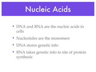 Nucleic Acids DNA and RNA are the nucleic acids in cells Nucleotides are the monomers DNA stores genetic info RNA takes genetic info to site of protein synthesis 