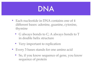 DNA Each nucleotide in DNA contains one of 4 different bases: adenine, guanine, cytosine, thymine G always bonds to C; A always bonds to T in double helix structure Very important to replication Every 3 bases stands for one amino acid So, if you know sequence of gene, you know sequence of protein 
