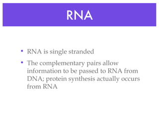 RNA RNA is single stranded The complementary pairs allow information to be passed to RNA from DNA; protein synthesis actually occurs from RNA 