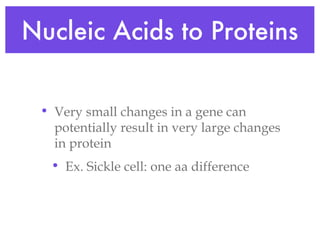 Nucleic Acids to Proteins Very small changes in a gene can potentially result in very large changes in protein Ex. Sickle cell: one aa difference 