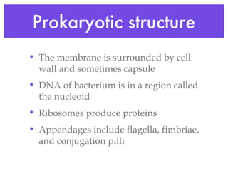Prokaryotic structure The membrane is surrounded by cell wall and sometimes capsule DNA of bacterium is in a region called the nucleoid Ribosomes produce proteins Appendages include flagella, fimbriae, and conjugation pilli 