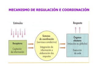MECANISMO DE REGULACIÓN E COORDINACIÓN 