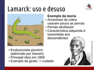 Lamarck: uso e desuso
Imagem:gracieteoliveira.pbworks.com
Imagem:biologiaparalela.blogspot.com
● Evolucionista pioneiro
(admirado por Darwin)
● Principal obra em 1809
● Exemplo da girafa -> cuidado
Exemplo da teoria
● Ancestrais da cobra
usavam pouco as pernas
● Pernas atrofiaram
● Característica adquirida é
transmitida aos
descendentes
 