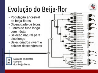 Imagem:www3.amherst.edu
Evolução do Beija-flor
22
mi
Data do ancestral
comum
dos beija-flores
● População ancestral
de beija-flores
● Diversidade de bicos
● Flores de tubo longo
com néctar
● Seleção natural para
bico longo
● Selecionados vivem e
deixam descendentes
 