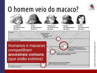 O homem veio do macaco?
Imagem:http://www.skepticalraptor.com
Humanos e macacos
compartilham
ancestrais comuns
(que estão extintos)
 