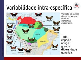 Variabilidade intra-específica
Imagem:netnature.wordpress.com
Variação de formas
dentro da mesma
espécie:
Heliconius
melpomene
Toda
espécie
abriga
grande
diversidade
genética
 