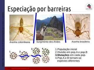 Especiação por barreiras
Imagem:http://cienciahoje.uol.com.br/noticias/zoologia/ate-que-os-andes-os-separem/
Aranha colombiana Aranha brasileiraSurgimento dos Andes
1.População inicial
2.Divisão em pop.A e pop.B
3.Mutações em cada pop.
4.Pop.A e B tornam-se
espécies diferentes
1 2
3 4
Imagem:flightofthecondors.wordpress.com
 