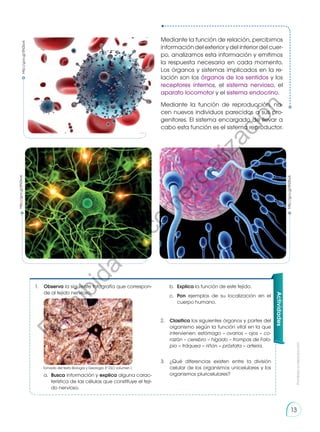 Mediante la función de relación, percibimos
información del exterior y del interior del cuer-
po, analizamos esta información y emitimos
la respuesta necesaria en cada momento.
Los órganos y sistemas implicados en la re-
lación son los órganos de los sentidos y los
receptores internos, el sistema nervioso, el
aparato locomotor y el sistema endocrino.
Mediante la función de reproducción, na-
cen nuevos individuos parecidos a sus pro-
genitores. El sistema encargado de llevar a
cabo esta función es el sistema reproductor.
Actividades
1.	Observa la siguiente fotografía que correspon-
de al tejido nervioso.
a.	 Busca información y explica alguna carac-
terística de las células que constituye el teji-
do nervioso.
b.	 Explica la función de este tejido.
c.	 Pon ejemplos de su localización en el
cuerpo humano.
2.	 Clasifica los siguientes órganos y partes del
organismo según la función vital en la que
intervienen: estómago – ovarios – ojos – co-
razón – cerebro – hígado – trompas de Falo-
pio – tráquea – riñón – próstata – arteria.
3.	 ¿Qué diferencias existen entre la división
celular de los organismos unicelulares y los
organismos pluricelulares?
http://goo.gl/5N2bv6
http://goo.gl/5N2bv6
http://goo.gl/5N2bv6
Tomado del texto Biología y Geología 3º ESO volumen I.
Prohibida
su
reproducción
13
P
r
o
h
i
b
i
d
a
s
u
c
o
m
e
r
c
i
a
l
i
z
a
c
i
ó
n
 