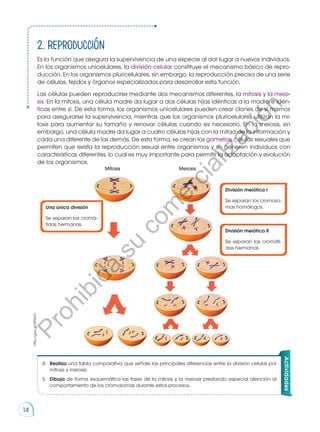 2. Reproducción
Es la función que asegura la supervivencia de una especie al dar lugar a nuevos individuos.
En los organismos unicelulares, la división celular constituye el mecanismo básico de repro-
ducción. En los organismos pluricelulares, sin embargo, la reproducción precisa de una serie
de células, tejidos y órganos especializados para desarrollar esta función.
Las células pueden reproducirse mediante dos mecanismos diferentes, la mitosis y la meio-
sis. En la mitosis, una célula madre da lugar a dos células hijas idénticas a la madre e idén-
ticas entre sí. De esta forma, los organismos unicelulares pueden crear clones de sí mismos
para asegurarse la supervivencia, mientras que los organismos pluricelulares utilizan la mi-
tosis para aumentar su tamaño y renovar células cuando es necesario. En la meiosis, sin
embargo, una célula madre da lugar a cuatro células hijas con la mitad de la información y
cada una diferente de las demás. De esta forma, se crean los gametos, células sexuales que
permiten que exista la reproducción sexual entre organismos y se generen individuos con
características diferentes, lo cual es muy importante para permitir la adaptación y evolución
de los organismos.
División meiótica I
Se separan los cromoso-
mas homólogos.
División meiótica II
Se separan las cromáti-
das hermanas.
Una única división
Se separan las cromá-
tidas hermanas.
Mitosis Meiosis
http://goo.gl/2fPbLO
Actividades
4.	 Realiza una tabla comparativa que señale las principales diferencias entre la división celular por
mitosis y meiosis.
5.	 Dibuja de forma esquemática las fases de la mitosis y la meiosis prestando especial atención al
comportamiento de los cromosomas durante estos procesos.
14
P
r
o
h
i
b
i
d
a
s
u
c
o
m
e
r
c
i
a
l
i
z
a
c
i
ó
n
 