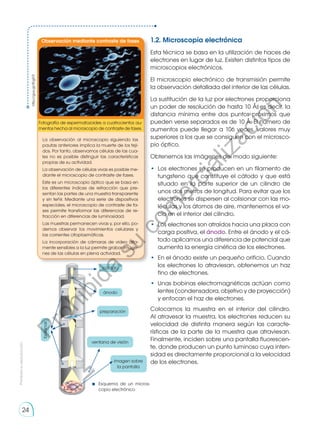 1.2. Microscopía electrónica
Esta técnica se basa en la utilización de haces de
electrones en lugar de luz. Existen distintos tipos de
microscopios electrónicos.
El microscopio electrónico de transmisión permite
la observación detallada del interior de las células.
La sustitución de la luz por electrones proporciona
un poder de resolución de hasta 10 Å; es decir, la
distancia mínima entre dos puntos próximos que
pueden verse separados es de 10 Å. El número de
aumentos puede llegar a 106 veces, valores muy
superiores a los que se consiguen con el microsco-
pio óptico.
Obtenemos las imágenes del modo siguiente:
•	 Los electrones se producen en un filamento de
tungsteno que constituye el cátodo y que está
situado en la parte superior de un cilindro de
unos dos metros de longitud. Para evitar que los
electrones se dispersen al colisionar con las mo-
léculas y los átomos de aire, mantenemos el va-
cío en el interior del cilindro.
•	 Los electrones son atraídos hacia una placa con
carga positiva, el ánodo. Entre el ánodo y el cá-
todo aplicamos una diferencia de potencial que
aumenta la energía cinética de los electrones.
•	 En el ánodo existe un pequeño orificio. Cuando
los electrones lo atraviesan, obtenemos un haz
fino de electrones.
•	 Unas bobinas electromagnéticas actúan como
lentes (condensadora, objetivo y de proyección)
y enfocan el haz de electrones.
Colocamos la muestra en el interior del cilindro.
Al atravesar la muestra, los electrones reducen su
velocidad de distinta manera según las caracte-
rísticas de la parte de la muestra que atraviesan.
Finalmente, inciden sobre una pantalla fluorescen-
te, donde producen un punto luminoso cuya inten-
sidad es directamente proporcional a la velocidad
de los electrones.
Observación mediante contraste de fases
Fotografía de espermatozoides a cuatrocientos au-
mentos hecha al microscopio de contraste de fases.
La observación al microscopio siguiendo las
pautas anteriores implica la muerte de los teji-
dos. Por tanto, observamos células de las cua-
les no es posible distinguir las características
propias de su actividad.
La observación de células vivas es posible me-
diante el microscopio de contraste de fases.
Este es un microscopio óptico que se basa en
los diferentes índices de refracción que pre-
sentan las partes de una muestra transparente
y sin teñir. Mediante una serie de dispositivos
especiales, el microscopio de contraste de fa-
ses permite transformar las diferencias de re-
fracción en diferencias de luminosidad.
Las muestras permanecen vivas y, por ello, po-
demos observar los movimientos celulares y
las corrientes citoplasmáticas.
La incorporación de cámaras de video alta-
mente sensibles a la luz permite grabar imáge-
nes de las células en plena actividad.
http://goo.gl/5Fg51F
cátodo
ánodo
preparación
imagen sobre
la pantalla
ventana de visión
bobinas
Esquema de un micros-
copio electrónico
Prohibida
su
reproducción
24
P
r
o
h
i
b
i
d
a
s
u
c
o
m
e
r
c
i
a
l
i
z
a
c
i
ó
n
 