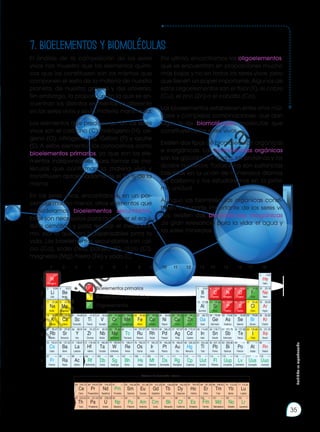 El análisis de la composición de los seres
vivos nos muestra que los elementos quími-
cos que los constituyen son los mismos que
componen el resto de la materia de nuestro
planeta, de nuestra galaxia y del universo.
Sin embargo, la proporción en la que se en-
cuentran los distintos elementos es diferente
en los seres vivos y en la materia inanimada.
Los elementos que predominan en los seres
vivos son el carbono (C), hidrógeno (H), oxí-
geno (O), nitrógeno (N), fósforo (P) y azufre
(S). A estos elementos los conocemos como
bioelementos primarios, ya que son los ele-
mentos indispensables para formar las mo-
léculas que conforman la materia viva y
constituyen aproximadamente el 96 % de la
misma.
En los seres vivos, encontramos, en un por-
centaje mucho menor, otros elementos que
consideramos bioelementos secundarios.
Estos son necesarios para mantener el equi-
librio osmótico y para realizar el metabolis-
mo, por lo que son indispensables para la
vida. Los bioelementos secundarios son cal-
cio (Ca), sodio (Na), potasio (K), cloro (Cl),
magnesio (Mg), hierro (Fe) y yodo (I).
Por último, encontramos los oligoelementos,
que se encuentran en proporciones mucho
más bajas y no en todos los seres vivos, pero
que tienen un papel importante. Algunos de
estos oligoelementos son el flúor (F), el cobre
(Cu), el zinc (Zn) o el cobalto (Co).
Los bioelementos establecen entre ellos múl-
tiples y complejas combinaciones, que dan
lugar a las biomoléculas, moléculas que
constituyen a los seres vivos.
Existen dos tipos de biomoléculas: orgánicas
e inorgánicas. Las biomoléculas orgánicas
son los glúcidos, los lípidos, las proteínas y los
ácidos nucleicos. Todas ellas son sustancias
basadas en la unión de numerosos átomos
de carbono y las estudiaremos en la próxi-
ma unidad.
Aunque las biomoléculas orgánicas consti-
tuyen una parte importante de los seres vi-
vos, existen dos biomoléculas inorgánicas
de gran relevancia para la vida: el agua y
las sales minerales.
Fr
Cs
Ga Br
Ne
Ar
Kr
Xe
He
Tc
Hg Rn
Rf Db Sg Bh Hs Mt Ds Rg Cp
Pm
Es
Np Pu Am Cm Bk Cf Fm Md No Lr
Uut Fl Uup Lv Uuo
Uus
1 2 3 4 7
5 6 9
8 10 12
11 13 14 16 18
17
1,01
1
––
87
Be
9,01
4
Mg
24,31
12
Ca
40,08
20
Sr
87,62
38
Ba
137,33
56
Ra
––
88
Sc
44,96
21
Y
88,91
39
La
138,91
57
Ac
––
89
Ti
47,87
22
Zr
91,22
40
Hf
178,49
72
104
V
50,94
23
Nb
92,91
41
Ta
180,95
73
Li
6,94
3
Na
22,99
11
K
39,10
19
Rb
85,47
37
132,91
55
1
2
3
4
5
6
7
B
10,81
5
Al
27,98
13
69,72
31
In
114,82
49
Cr
52,00
24
Mn
54,94
25
Fe
55,85
26
Co
58,93
27
Ni
58,69
28
Cu
63,55
29
Ag
107,87
47
Zn
65,41
30
Cd
112,41
48
C
12,01
6
Si
28,09
14
Ge
72,64
32
Sn
118,71
50
14,01
7
P
30,97
15
As
74,92
33
Sb
121,76
51
16,00
8
S
32,07
16
Se
78,96
34
Te
127,60
52
19,00
9
35,45
17
79,90
35
I
126,90
53
20,18
10
39,95
18
83,80
36
131,29
54
4,00
2
Tl
204,38
81
Mo
95,94
42
W
183,84
74
––
43
Re
186,21
75
Ru
101,07
44
Os
190,23
76
Rh
102,91
45
Ir
192,22
Pd
106,42
46
Pt
195,08
78
Au
196,97
79 200,59
80
Pb
207,19
82
Bi
208,98
83
Po
––
84
At
––
85 ––
86
105 109
108
107
106
–– –– –– –– ––
15
112
111
110 –– ––
77
––
164,93
67
140,12
58 140,91
59 144,24
60 ––
61 150,36
62 151,96
63 157,25
64 158,93
65 162,50
66 167,26
68 168,93
69 173,04
70 174,97
71
Ho
Ce Pr Nd Sm Eu Gd Tb Dy Er Tm Yb Lu
––
99
232,04
90 231,04
91 238,03
92 ––
93 ––
94 ––
95 ––
96 ––
97 ––
98 ––
100 ––
101 ––
102 ––
103
Th Pa U
113 114 115 116 118 ––
––
––
––
––
–– ––
117
Metales de transición interna
Hidrógeno
Litio
Sodio
Berilio
Magnesio
Helio
Neón
Argón
Flúor
Cloro
Oxígeno
Azufre
Nitrógeno
Fósforo
Carbono
Silicio
Boro
Aluminio
Potasio
Rubidio
Calcio
Estroncio
Bario
Escandio
Itrio
Lantano
Titanio
Circonio
Hafnio
Vanadio
Niobio
Tantalio
Cromo
Molibdeno
Volframio
Manganeso
Tecnecio
Renio
Hierro
Rutenio
Osmio
Cobalto
Rodio
Iridio
Níquel
Paladio
Platino
Cobre
Plata
Oro
Cinc
Cadmio
Mercurio
Criptón
Xenón
Radón
Bromo
Yodo
Astato
Selenio
Teluro
Polonio
Arsénico
Antimonio
Bismuto
Germanio
Estaño
Plomo
Indio
Talio
Galio
Cesio
Francio Radio Actinio Rutherfordio Dubnio Seaborgio Bohrio Hassio Meitnerio Darmstadtio Roentgenio Copernicio
Lutecio
Laurencio
Iterbio
Nobelio
Tulio
Mendelevio
Erbio
Fermio
Holmio
Einstenio
Disprosio
Californio
Terbio
Berquelio
Gadolinio
Curio
Europio
Americio
Samario
Plutonio
Prometio
Neptunio
Neodimio
Uranio
Praseodimio
Protactinio
Cerio
Torio
Ununtrio Flerovio Ununpentio Livermorio Ununoctio
Ununseptio
H
N O
Cl
F
Bioelementos primarios
Bioelementos secundarios
Oligoelementos
7. Bioelementos y biomoléculas
Prohibida
su
reproducción
35
P
r
o
h
i
b
i
d
a
s
u
c
o
m
e
r
c
i
a
l
i
z
a
c
i
ó
n
 