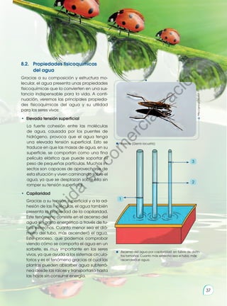 8.2.	 Propiedades fisicoquímicas
del agua
Gracias a su composición y estructura mo-
lecular, el agua presenta unas propiedades
fisicoquímicas que la convierten en una sus-
tancia indispensable para la vida. A conti-
nuación, veremos las principales propieda-
des fisicoquímicas del agua y su utilidad
para los seres vivos:
•	 Elevada tensión superficial
La fuerte cohesión entre las moléculas
de agua, causada por los puentes de
hidrógeno, provoca que el agua tenga
una elevada tensión superficial. Esto se
traduce en que las masas de agua, en su
superficie, se comportan como una fina
película elástica que puede soportar el
peso de pequeñas partículas. Muchos in-
sectos son capaces de aprovecharse de
esta situación y viven caminando sobre el
agua, ya que se desplazan sobre ella sin
romper su tensión superficial.
•	 Capilaridad
	 Gracias a su tensión superficial y a la ad-
hesión de las moléculas, el agua también
presenta la propiedad de la capilaridad.
Este fenómeno consiste en el ascenso del
agua sin gasto energético a través de tu-
bos estrechos. Cuanto menor sea el diá-
metro del tubo, más ascenderá el agua.
Este proceso, que podemos comprobar
viendo cómo se comporta el agua en un
sorbete, es muy importante en los seres
vivos, ya que ayuda a los sistemas circula-
torios y es el fenómeno gracias al cual las
plantas pueden absorber agua subterrá-
nea desde las raíces y transportarla hasta
las hojas sin consumir energía.
http://goo.gl/2sp4oF
Insecto (Gerris lacustris)
Ascenso del agua por capilaridad en tubos de distin-
tos tamaños. Cuanto más estrecho sea el tubo, más
ascenderá el agua.
1
2
3
37
P
r
o
h
i
b
i
d
a
s
u
c
o
m
e
r
c
i
a
l
i
z
a
c
i
ó
n
 