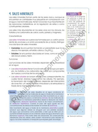 9. sales minerales
Las sales minerales forman parte de los seres vivos y, aunque se
encuentran en cantidades muy pequeñas en comparación con
el agua o las biomoléculas, tienen funciones muy importantes en
las reacciones metabólicas, en la regulación de estas o como
constituyentes celulares.
Las sales más abundantes en los seres vivos son los cloruros, los
fosfatos y los carbonatos de calcio, sodio, potasio y magnesio.
Características
Las sales minerales son sustancias formadas por un catión proce-
dente de una base y un anión procedente de un ácido. Distingui-
mos dos tipos de sales minerales:
•	 Insolubles: Se encuentran formando un precipitado que no se
disocia. Por ejemplo, el fosfato cálcico, Ca3
(PO4
)2
.
•	 Solubles: Se encuentran disociadas en iones, como en el caso
del cloruro sódico, NaCl.
Funciones
Las funciones de las sales minerales dependen de su solubilidad
en el agua.
•	Las sales insolubles tienen función estructural, ya que, por ejem-
plo, los fosfatos y los carbonatos de calcio son componentes
de huesos y conchas de los animales.
•	 Las sales solubles se ionizan en sus iones correspondientes, los
cuales tienen diversas funciones en las células. Por ejemplo,
la transmisión del impulso nervioso depende del intercambio
de iones Na+
y K+
entre el medio intracelular y el extracelular a
través de la membrana plasmática.
La presencia de sales disueltas en el agua condiciona el
movimiento de las moléculas de agua a través de la membrana
plasmática para igualar las concentraciones. Este movimiento es un caso
especial de transporte pasivo y lo llamamos ósmosis. Así, las moléculas de
agua atraviesan la membrana plasmática desde la disolución de menor
concentración, disolución hipotónica, hacia la de mayor concentración,
la disolución hipertónica. Cuando el paso del agua iguala las dos
concentraciones, las disoluciones reciben el nombre de isotónicas.
Este movimiento del agua a través de la membrana plasmática puede
producir que algunas células se arruguen por una pérdida excesiva
de agua, que conocemos como plasmólisis, o bien que se inflen por un
aumento también excesivo en el contenido celular de agua, fenómeno que
llamamos turgencia. Para evitar estas dos situaciones, de consecuencias
desastrosas para las células, estas poseen mecanismos para expulsar el
agua o los iones mediante un transporte que requiere gasto de energía.
Ósmosis
y también:
E
N
G
R
UPO
Y
T
A
M
B
IÉN
T
I
C
S
R
E
C
O
R
T
A
BLES
C
A
L
C
U
L
A
DORA
La difusión es el transporte
de sustancias a través de
la membrana que se da
a favor del gradiente de
concentración. No requie-
re de aporte energético,
pero si las moléculas que
atraviesan la membrana
son de gran tamaño (cier-
tas proteínas, por ejemplo),
es necesaria la participa-
ción de transportadores de
membrana.
La diálisis es un caso de di-
fusión selectiva a través de
membrana, en el que solo
la atraviesan moléculas
pequeñas.
Disolución hipotónica
Disolución hipertónica
Disolución isotónica
Prohibida
su
reproducción
41
P
r
o
h
i
b
i
d
a
s
u
c
o
m
e
r
c
i
a
l
i
z
a
c
i
ó
n
 