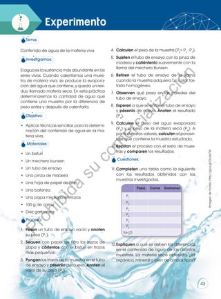 4.	 Calculen el peso de la muestra (P3
= P2
- P1
).
5.	 Sujeten el tubo de ensayo con la pinza de
madera y caliéntenlo suavemente con la
llama del mechero Bunsen.
6.	 Retiren el tubo de ensayo de la llama
cuando la muestra adquiera un color tos-
tado homogéneo.
7.	 Observen qué pasa en las paredes del
tubo de ensayo.
8.	 Esperen a que se enfríe el tubo de ensayo
y pésenlo de nuevo. Anoten el resultado
(P4
).
9.	 Calculen el peso del agua evaporada
(P5
) y el peso de la materia seca (P6
). A
partir de estos valores, calculen el porcen-
taje que contiene la muestra estudiada.
10.	
Repitan el proceso con el resto de mues-
tras y comparen los resultados.
Cuestiones:
11.	Completen una tabla como la siguiente
con los resultados obtenidos con las
muestras investigadas.
12.	
Expliquen a qué se deben las diferencias
en el contenido de agua de las distintas
muestras. La materia seca obtenida, ¿es
orgánica, mineral o bien de ambos tipos?
Papa Carne Garbanzo
P1
P2
P3
P4
P5
P6
%H2
O
Experimento
Tema:
Contenido de agua de la materia viva
Investigamos:
El agua es la sustancia más abundante en los
seres vivos. Cuando calentamos una mues-
tra de materia viva, se produce la evapora-
ción del agua que contiene, y queda un resi-
duo llamado materia seca. En esta práctica
determinaremos la cantidad de agua que
contiene una muestra por la diferencia de
peso antes y después de calentarla.
Objetivo:
•	 Aplicar técnicas sencillas para la determi-
nación del contenido de agua en la ma-
teria viva.
Materiales:
•	 Un bisturí
•	 Un mechero bunsen
•	 Un tubo de ensayo
•	 Una pinza de madera
•	 Una hoja de papel de filtro
•	 Una balanza
•	 Una papa mediana en trozos
•	 100 g de carne
•	 Diez garbanzos
Proceso:
1.	 Pesen un tubo de ensayo vacío y anoten
su peso (P1
).
2.	 Sequen con papel de filtro los trozos de
papa y córtenlos con el bisturí en trozos
más pequeños.
3.	 Pongan los trozos de la muestra en el tubo
de ensayo y pésenlo de nuevo. Anoten el
valor de su peso (P2
).
Imagen
de
fondo:
http://goo.gl/Dcdx7W
43
P
r
o
h
i
b
i
d
a
s
u
c
o
m
e
r
c
i
a
l
i
z
a
c
i
ó
n
 