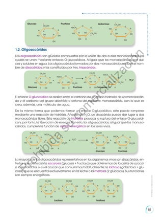 1.2. Oligosacáridos
Los oligosacáridos son glúcidos compuestos por la unión de dos a diez monosacáridos, los
cuales se unen mediante enlaces O-glucosídicos. Al igual que los monosacáridos, son dul-
ces y solubles en agua. Los oligosacáridos formados por dos monosacáridos reciben el nom-
bre de disacáridos; y los constituidos por tres, trisacáridos.
El enlace O-glucosídico se realiza entre el carbono de un grupo hidroxilo de un monosacári-
do y el carbono del grupo aldehído o cetona del siguiente monosacárido, con lo que se
crea, además, una molécula de agua.
De la misma forma que podemos formar un enlace O-glucosídico, este puede romperse
mediante una reacción de hidrólisis. Añadiendo H2
O, un disacárido puede dar lugar a dos
monosacáridos libres. Esta reacción de hidrólisis provoca la ruptura del enlace O-glucosídi-
co y, por tanto, la liberación de energía. Por esto, los oligosacáridos, al igual que los monosa-
cáridos, cumplen la función de aporte energético en los seres vivos.
La mayoría de los oligosacáridos representativos en los organismos vivos son disacáridos, en-
tre los que destacan la sacarosa (glucosa + fructosa) que obtenemos de la caña de azúcar
o la remolacha, y es el azúcar que consumimos habitualmente; la lactosa (galactosa + glu-
cosa) que se encuentra exclusivamente en la leche o la maltosa (2 glucosas). Sus funciones
son siempre energéticas.
Glucosa
H2
O
Sacarosa
Fructosa
Glucosa
H2
O
Sacarosa Fructosa
Glucosa Fructosa Galactosa
Maltosa
Lactosa
Prohibida
su
reproducción
51
P
r
o
h
i
b
i
d
a
s
u
c
o
m
e
r
c
i
a
l
i
z
a
c
i
ó
n
 