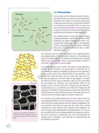 1.3. Polisacáridos
Una sustancia formada por varias molécu-
las menores la conocemos como polímero,
mientras que cada una de las pequeñas
moléculas que forman el polímero reciben
el nombre de monómero. Esto ocurre en el
caso de los polisacáridos, compuestos por
un gran número de monosacáridos unidos
entre ellos por enlaces O-glucosídicos.
Los polisacáridos se forman como largas
cadenas lineales o ramificadas. Si en estas
cadenas se repite siempre el mismo mo-
nosacárido hablamos de un homopolisa-
cárido, mientras que si intervienen distintos
tipos de unidades, hablamos de un hete-
ropolisacárido.
Al contrario que los monosacáridos y los oligosacáridos,
los polisacáridos no tienen sabor dulce ni son solubles en
agua. Por este motivo, cumplen principalmente un papel
estructural en los seres vivos, aunque también actúan a
menudo como reserva de energía.
Los polisacáridos con función de reserva más represen-
tativos son el almidón y el glucógeno. El almidón es la
sustancia de reserva energética propia de las plantas y
se encuentra de forma abundante en las semillas y los
tubérculos. Está formado por la unión de miles de mo-
léculas de glucosa. Por otro lado, el glucógeno cumple
la misma función que el almidón, pero en los animales.
Se encuentra de manera muy abundante tanto en el
hígado como en los músculos. Al igual que el almidón,
el glucógeno es un polímero de miles de moléculas de
glucosa. La diferencia entre ellos es que el almidón tiene
ramificaciones cada 24-30 glucosas mientras que las ra-
mificaciones en el glucógeno ocurren cada 8-12.
En cuanto a los polisacáridos con función estructural, los
más representativos son la celulosa y la quitina. La celu-
losa forma la pared celular de las células vegetales y es
un polímero formado por glucosa. En este caso, varias
cadenas se unen entre sí por puentes de hidrógeno, lo
que otorga mayor estabilidad al polisacárido. Por su par-
te, la quitina forma los exoesqueletos de algunos anima-
les como insectos y crustáceos, así como la pared de las
células de los hongos; y se trata de un polisacárido de
N-acetilglucosamina.
Glucógeno
Ramificaciones
Almidón
8-12
24-30
Estructuras de celulosa. Paredes ce-
lulares de células vegetales vistas al
microscopio electrónico de barrido.
800x
Prohibida
su
reproducción
52
P
r
o
h
i
b
i
d
a
s
u
c
o
m
e
r
c
i
a
l
i
z
a
c
i
ó
n
 