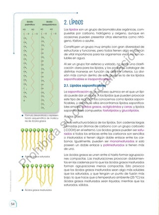 2. Lípidos
Los lípidos son un grupo de biomoléculas orgánicas, com-
puestas por carbono, hidrógeno y oxígeno, aunque en
ocasiones pueden presentar otros elementos como nitró-
geno, fósforo o azufre.
Constituyen un grupo muy amplio con gran diversidad de
estructuras y funciones, pero todos tienen algo en común
de vital importancia para los organismos vivos: no son so-
lubles en agua.
Al ser un grupo tan extenso y variado, no existe una clasifi-
cación clara para los lípidos, y los podemos catalogar de
distintas maneras en función de distintos criterios. La divi-
sión más común dentro de este grupo es la de los lípidos
saponificables e insaponificables.
2.1. Lípidos saponificables
La saponificación es un proceso químico en el que un lípi-
do puede dar un jabón. A los lípidos que pueden provocar
este tipo de reacción los conocemos como lípidos saponi-
ficables, y dentro de ellos encontramos lípidos saponifica-
bles simples: ácidos grasos, acilglicéridos y ceras; y lípidos
saponificables compuestos: fosfolípidos y glucolípidos.
Ácidos grasos
Son la estructura básica de los lípidos. Son cadenas largas
formadas por átomos de carbono con un grupo carboxilo
(-COOH) en el extremo. Los ácidos grasos pueden ser satu-
rados si todos los enlaces entre los carbonos son sencillos
o insaturados si tienen algún doble enlace entre los car-
bonos. Igualmente, pueden ser monoinsaturados si solo
poseen un doble enlace y poliinsaturados si tienen más
de uno.
Los ácidos grasos se unen entre sí hasta formar agrupacio-
nes compactas. Las insaturaciones provocan doblamien-
tos en las cadenas por lo que los ácidos grasos insaturados
forman agrupaciones menos compactas. Esto provoca
que los ácidos grasos insaturados sean algo más solubles
que los saturados, y que tengan un punto de fusión más
bajo, lo que hace que a temperatura ambiente (25 °C) los
ácidos grasos insaturados sean líquidos; mientras que los
saturados, sólidos.
ácido
araquidónico
ácido
palmítico
Fórmula desarrollada y represen-
tación esquemática de molécu-
las de ácidos grasos
Ácidos grasos saturados
Ácidos grasos insaturados
Prohibida
su
reproducción
54
P
r
o
h
i
b
i
d
a
s
u
c
o
m
e
r
c
i
a
l
i
z
a
c
i
ó
n
 