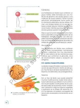 Fosfolípidos
Los fosfolípidos son lípidos que contienen un
grupo fosfato. Están formados por una mo-
lécula de glicerina, dos ácidos grasos y una
molécula de ácido fosfórico. Tienen función
estructural, principalmente forma parte de
la membrana plasmática de las células. For-
man una bicapa lipídica en la que las ca-
bezas polares (grupos fosfatos) quedan ha-
cia el medio mientras que las colas apolares
(ácidos grasos) quedan hacia el interior.
Pese a que la función estructural como mem-
brana plasmática es la más relevante de los
fosfolípidos, también cumplen con otros pa-
peles importantes como la activación de enzi-
mas, el componente detergente de la bilis o la
síntesis de sustancias de señalización celular.
Glucolípidos
Los glucolípidos son lípidos que contienen
uno o varios monosacáridos, normalmente
glucosa o galactosa. Son muy abundantes
en la cara externa de las membranas plas-
máticas que conforman el glicocálix, zona
de reconocimiento celular y recepción de
antígenos.
2.2. Lípidos insaponificables
Los lípidos insaponificables no producen la re-
acción de saponificación. Dentro de este gru-
po, hay tres tipos de lípido representativos: los
terpenos, los esteroides y las prostaglandinas.
Terpenos
Son un tipo de lípido que puede presentar
muchas modificaciones. Suelen tener estruc-
turas multicíclicas que difieren mucho entre sí.
Son los principales constituyentes de los acei-
tes esenciales de las plantas y flores. También
dan coloración a algunos órganos vegetales
y participan en la síntesis de vitaminas A, E
y K. Por ejemplo, el caroteno, encargado de
dar el color anaranjado a la zanahoria, es un
terpeno.
cabeza hidrófila o polar
cola hidrófoba o apolar
fosfolípido
HO
CH2
CH CH CH
CH N
O
O
H
C
(CH2)12 CH3
Glc Gal
Molécula de glucolípido neutro
El caroteno, encargado de dar el color ana-
ranjado a la zanahoria
http://goo.gl/3qef1Q
http://goo.gl/acw3Af
Prohibida
su
reproducción
56
P
r
o
h
i
b
i
d
a
s
u
c
o
m
e
r
c
i
a
l
i
z
a
c
i
ó
n
 