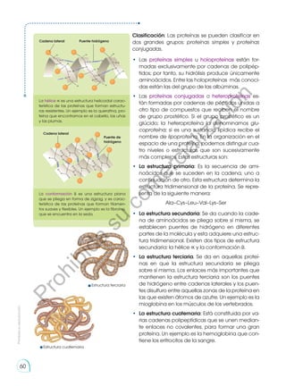 Clasificación: Las proteínas se pueden clasificar en
dos grandes grupos: proteínas simples y proteínas
conjugadas.
•	Las proteínas simples u holoproteínas están for-
madas exclusivamente por cadenas de polipép-
tidos; por tanto, su hidrólisis produce únicamente
aminoácidos. Entre las holoproteínas más conoci-
das están las del grupo de las albúminas.
•	Las proteínas conjugadas o heteroproteínas es-
tán formadas por cadenas de péptidos unidas a
otro tipo de compuestos que reciben el nombre
de grupo prostético. Si el grupo prostético es un
glúcido; la heteroproteína la denominamos glu-
coproteína; si es una sustancia lipídica recibe el
nombre de lipoproteína. En la organización en el
espacio de una proteína, podemos distinguir cua-
tro niveles o estructuras que son sucesivamente
más complejos. Estas estructuras son:
•	 La estructura primaria: Es la secuencia de ami-
noácidos que se suceden en la cadena, uno a
continuación de otro. Esta estructura determina la
estructura tridimensional de la proteína. Se repre-
senta de la siguiente manera:
Ala–Cys–Leu–Val–Lys–Ser
•	 La estructura secundaria: Se da cuando la cade-
na de aminoácidos se pliega sobre sí misma, se
establecen puentes de hidrógeno en diferentes
partes de la molécula y esta adquiere una estruc-
tura tridimensional. Existen dos tipos de estructura
secundaria: la hélice ∝ y la conformación ß.
•	 La estructura terciaria. Se da en aquellas proteí-
nas en que la estructura secundaria se pliega
sobre sí misma. Los enlaces más importantes que
mantienen la estructura terciaria son los puentes
de hidrógeno entre cadenas laterales y los puen-
tes disulfuro entre aquellas zonas de la proteína en
las que existen átomos de azufre. Un ejemplo es la
mioglobina en los músculos de los vertebrados.
•	 La estructura cuaternaria: Está constituida por va-
rias cadenas polipeptídicas que se unen median-
te enlaces no covalentes, para formar una gran
proteína. Un ejemplo es la hemoglobina que con-
tiene los eritrocitos de la sangre.
Cadena lateral Puente hidrógeno
Cadena lateral
Puente de
hidrógeno
La hélice ∝ es una estructura helicoidal carac-
terística de las proteínas que forman estructu-
ras resistentes. Un ejemplo es la queratina, pro-
teína que encontramos en el cabello, las uñas
y las plumas.
La conformación ß es una estructura plana
que se pliega en forma de zigzag, y es carac-
terística de las proteínas que forman filamen-
tos suaves y flexibles. Un ejemplo es la fibroína,
que se encuentra en la seda.
Estructura terciaria
Estructura cuaternaria
Prohibida
su
reproducción
60
P
r
o
h
i
b
i
d
a
s
u
c
o
m
e
r
c
i
a
l
i
z
a
c
i
ó
n
 