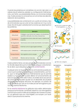Cuando las proteínas son sometidas a la acción del calor o a
valores de pH extremos, pierden su configuración tridimensio-
nal y, por tanto, sus propiedades físicas y su funciones biológi-
cas. A este proceso lo conocemos con el nombre de desnatu-
ralización de la proteína.
Las posibilidades de combinación en cuanto al número y tipo
de aminoácidos que se unen en las cadenas son muy nume-
rosas. De ahí la gran variedad de funciones que desempeñan
las proteínas.
Cada proteína tiene una secuencia de aminoácidos concre-
ta. De ella depende que la molécula se pliegue correctamen-
te, es decir, que adquiera su correcta conformación.
Cualquier error en la posición de los aminoácidos puede pro-
vocar que la proteína no se pliegue correctamente y, por tan-
to, que no tenga la estructura tridimensional que le permite
realizar su función. Esto puede alterar el funcionamiento de
todo el organismo. Por este motivo, el análisis de la secuencia
de aminoácidos puede ayudar en el desarrollo de pruebas
diagnósticas y terapias eficaces. Por ejemplo, el cambio de
un aminoácido por otro en la molécula de hemoglobina pro-
voca la anemia falciforme.
En la anemia falciforme los glóbulos rojos están deformados
porque el aminoácido cambiado respecto a la hemoglobina
normal hace que la molécula se pliegue de manera incorrec-
ta. Los glóbulos rojos son más frágiles y se rompen con facili-
dad, lo que provoca la anemia.
Funciones Ejemplos
Estructural
Colágeno que forma los huesos y los tendones;
queratina del pelo, las uñas y las plumas.
De reserva
Ovoalbúmina de la clara de huevo; caseína de
la leche.
De regulación Hormonas como la del crecimiento o la insulina.
De control
metabólico
Enzimas como la glucógeno-sintasa.
Defensiva Anticuerpos para combatir las infecciones.
Transportadora Hemoglobina de la sangre.
Contráctil Miosina de los músculos.
Valina Valina
Histidina Histidina
Leucina Leucina
Treonina Treonina
Prolina Prolina
Ácido
glutámico
Valina
Ácido
glutámico
Ácido
glutámico
Lisina Lisina
Hemoglobina
normal
Hemoglobina
Estructura cuaternaria de
la hemoglobina
Anticuerpo
Hélice de colágeno
http://goo.gl/WW9IbE
http://goo.gl/S1J7flv
http://goo.gl/rvkpl4
Prohibida
su
reproducción
61
P
r
o
h
i
b
i
d
a
s
u
c
o
m
e
r
c
i
a
l
i
z
a
c
i
ó
n
 