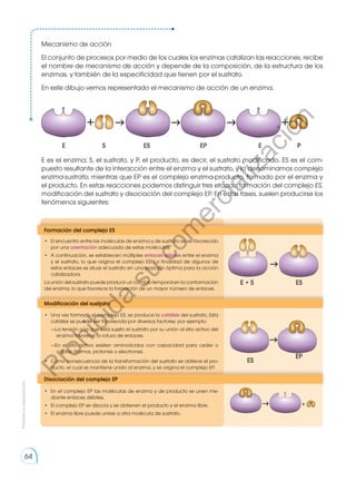 Mecanismo de acción
El conjunto de procesos por medio de los cuales los enzimas catalizan las reacciones, recibe
el nombre de mecanismo de acción y depende de la composición, de la estructura de los
enzimas, y también de la especificidad que tienen por el sustrato.
En este dibujo vemos representado el mecanismo de acción de un enzima.
E es el enzima; S, el sustrato, y P, el producto, es decir, el sustrato modificado. ES es el com-
puesto resultante de la interacción entre el enzima y el sustrato, y lo denominamos complejo
enzima-sustrato; mientras que EP es el complejo enzima-producto, formado por el enzima y
el producto. En estas reacciones podemos distinguir tres etapas: formación del complejo ES,
modificación del sustrato y disociación del complejo EP. En estas fases, suelen producirse los
fenómenos siguientes:
Formación del complejo ES
Modificación del sustrato
Disociación del complejo EP
•	 El encuentro entre las moléculas de enzima y de sustrato se ve favorecido
por una orientación adecuada de estas moléculas.
•	 A continuación, se establecen múltiples enlaces débiles entre el enzima
y el sustrato, lo que origina el complejo ES. La finalidad de algunos de
estos enlaces es situar el sustrato en una posición óptima para la acción
catalizadora.
La unión del sustrato puede producir un cambio temporal en la conformación
del enzima, lo que favorece la formación de un mayor número de enlaces.
•	 Una vez formado el complejo ES, se produce la catálisis del sustrato. Esta
catálisis se puede ver favorecida por diversos factores; por ejemplo:
—La tensión a la que está sujeto el sustrato por su unión al sitio activo del
enzima favorece la rotura de enlaces.
—En el sitio activo existen aminoácidos con capacidad para ceder o
captar átomos, protones o electrones.
•	 Como consecuencia de la transformación del sustrato se obtiene el pro-
ducto, el cual se mantiene unido al enzima, y se origina el complejo EP.
•	 En el complejo EP las moléculas de enzima y de producto se unen me-
diante enlaces débiles.
•	 El complejo EP se disocia y se obtienen el producto y el enzima libre.
•	 El enzima libre puede unirse a otra molécula de sustrato.
E S ES
ES
ES
EP
EP E P
E + S
EP E P
+
Prohibida
su
reproducción
64
P
r
o
h
i
b
i
d
a
s
u
c
o
m
e
r
c
i
a
l
i
z
a
c
i
ó
n
 