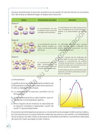 Aunque durante toda la reacción el enzima se encuentra en las dos formas, la concentra-
ción de ambas es diferente según la etapa de la reacción.
Etapas Concentración de enzima Velocidad
Etapa A
La concentración de enzi-
ma libre es mayor que la de
complejo enzima-sustrato.
La velocidad es muy alta porque se for-
man complejos ES con mucha facilidad,
debido a la disponibilidad de enzima
libre.
Etapa B
La concentración de com-
plejo enzima sustrato au-
menta y la de enzima libre
disminuye.
La velocidad aumenta poco porque
cada vez hay menos moléculas de
enzima libre para reaccionar con las
moléculas de sustrato.
Etapa C
La concentración de com-
plejo enzima-sustrato es
muy elevada y la de enzi-
ma libre es muy reducida.
La gran mayoría de las moléculas de
enzima están en forma de complejo ES.
Aunque la concentración de sustrato
continúe aumentando, no puede unirse
al enzima hasta que no se forme el pro-
ducto y el enzima quede libre.
En esta etapa se dice que el enzima está
saturado y por ello la velocidad de reac-
ción no aumenta.
La temperatura
La gráfica de la izquierda representa el efecto de
la temperatura sobre la velocidad de la reacción.
En ella se distinguen tres etapas:
A.	La velocidad de la reacción aumenta con la
temperatura.
B.	 La velocidad alcanza su valor máximo, que co-
rresponde a la temperatura óptima.
C.	En la mayoría de los enzimas, la velocidad de
la reacción empieza a descender a partir de
los 60 °C aproximadamente.
El aumento de la temperatura produce un incremento de la energía cinética de las molécu-
las. Esta favorece los choques entre las moléculas de enzima y de sustrato, y la inestabilidad
de los enlaces. De este modo, se favorece la actividad enzimática y aumenta la velocidad
de reacción hasta que llega al valor máximo.
E
S
ES
S
ES E
S
E
S
ES
S
ES
S
E
S
S
S
S
S
ES
ES
S
S
S
S
S
ES
S
ES
S
S
S
S
S
S
ES
ES
S
S
S
S
S S
S
S
ES
S
A
B
C
Temperatura (ºC)
60ºC
Prohibida
su
reproducción
66
P
r
o
h
i
b
i
d
a
s
u
c
o
m
e
r
c
i
a
l
i
z
a
c
i
ó
n
 