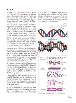 6.1. ADN
El ADN (ácido desoxirribonucleico) es un
ácido nucleico formado por nucleótidos de
desoxirribosa conocidos como desoxirribo-
nucleótidos. Habitualmente, se encuentra
en forma de doble cadena aunque algunos
virus poseen una cadena sencilla de ADN.
Para formar la doble cadena, existe una
complementariedad entre las bases nitroge-
nadas, emparejándose siempre la adenina
con la timina y la guanina con la citosina.
Entre la primera pareja, se establecen dos
puentes de hidrógeno mientras que en la
pareja guanina–citosina se establecen tres.
Esta ley de complementariedad de bases
hace que las bases nitrogenadas queden
hacia dentro de la cadena de ADN unidas
por puentes de hidrógeno, lo que otorga
una gran estabilidad a la molécula.
Las cadenas de ADN tienen polaridad, es de-
cir, dos extremos claramente diferenciados.
En uno de los extremos aparece el grupo fos-
fórico del último nucleótido y a este extremo
lo conocemos como 5’ (porque está unido al
carbono C5’); mientras que en el otro extremo
aparece un grupo OH ligado al carbono C3’,
y lo denominamos extremo 3’.
Al formarse la doble cadena, estas, además
de ser complementarias siguiendo la ley de
complementariedad, se disponen de forma
antiparalela, es decir, el extremo 3’ de una
cadena queda enfrentado al extremo 5’ de
la otra.
La secuencia de nucleótidos de la doble
cadena dispuestos de forma complementa-
ria y antiparalela se enrolla sobre sí misma y
forma unos largos tirabuzones helicoidales.
Esto es lo que conocemos como la estructu-
ra de doble hélice.
A esta doble hélice la consideramos la es-
tructura secundaria del ADN, pero este pue-
de compactarse mucho más. Gracias a
unas proteínas denominadas histonas el
ADN se enrolla y da lugar a unas estructu-
ras denominadas nucleosomas, los cuales
pueden empaquetarse generando lo que
se conoce como el superenrrollamiento del
ADN. Estas estructuras se van compactando
hasta formar los cromosomas.
http://goo.gl/ZZIkDI
http://goo.gl/JfjCN4
Estructura
secundaria
2 mm
11 mm
30 mm
300 mm
700 mm
1400 mm
Nucleosomas
Forma
solenoidal
Cromosoma
Estructuras de compactación en el ADN eucariota
Longitud de 1 vuelta
de ADN: 3,6 nm
Modelo molecular
Prohibida
su
reproducción
69
P
r
o
h
i
b
i
d
a
s
u
c
o
m
e
r
c
i
a
l
i
z
a
c
i
ó
n
 